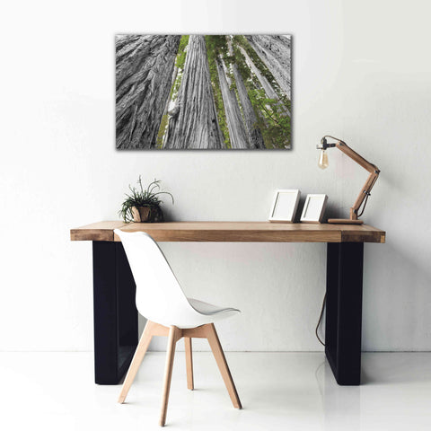 Image of 'Redwoods Forest IV BW With Color' by Alan Majchrowicz, Giclee Canvas Wall Art,40x26