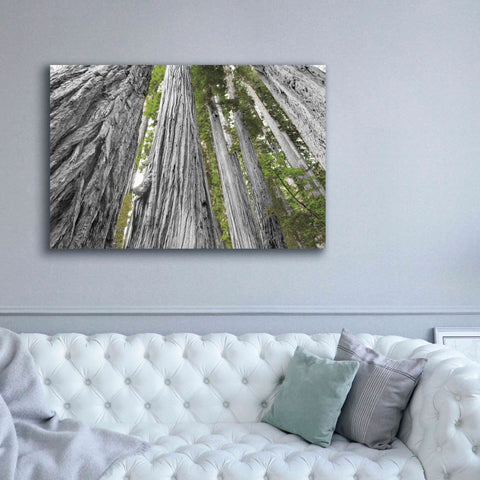 Image of 'Redwoods Forest IV BW With Color' by Alan Majchrowicz, Giclee Canvas Wall Art,60x40