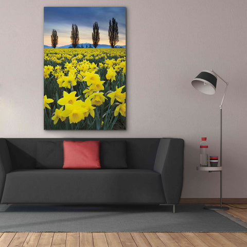 Image of 'Skagit Valley Daffodils I' by Alan Majchrowicz,Giclee Canvas Wall Art,40x60