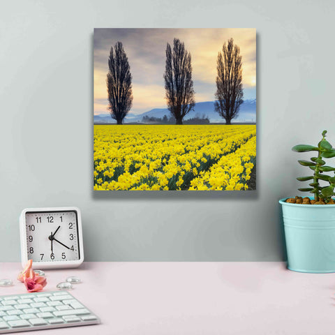 Image of 'Skagit Valley Daffodils II' by Alan Majchrowicz,Giclee Canvas Wall Art,12x12