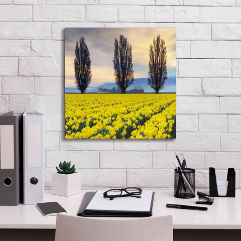 Image of 'Skagit Valley Daffodils II' by Alan Majchrowicz,Giclee Canvas Wall Art,18x18