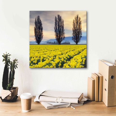 Image of 'Skagit Valley Daffodils II' by Alan Majchrowicz,Giclee Canvas Wall Art,18x18