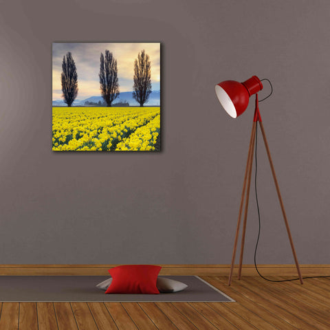Image of 'Skagit Valley Daffodils II' by Alan Majchrowicz,Giclee Canvas Wall Art,26x26