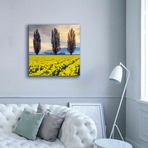 Image of 'Skagit Valley Daffodils II' by Alan Majchrowicz,Giclee Canvas Wall Art,37x37