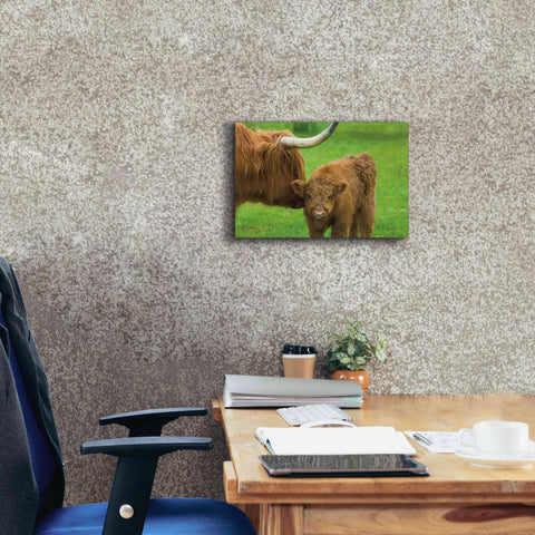 Image of 'Scottish Highland Cattle VII' by Alan Majchrowicz,Giclee Canvas Wall Art,18x12