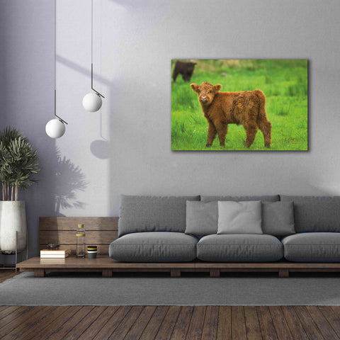 Image of 'Scottish Highland Cattle X' by Alan Majchrowicz,Giclee Canvas Wall Art,60x40