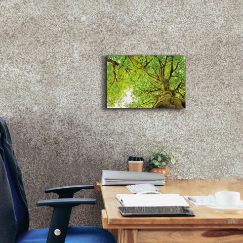 Image of 'Big Leaf Maple Trees II' by Alan Majchrowicz,Giclee Canvas Wall Art,18x12