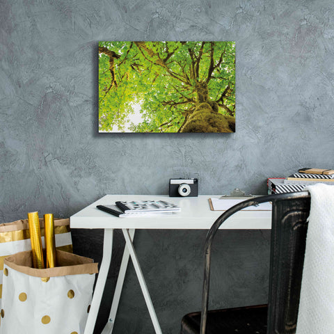 Image of 'Big Leaf Maple Trees II' by Alan Majchrowicz,Giclee Canvas Wall Art,18x12