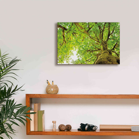 Image of 'Big Leaf Maple Trees II' by Alan Majchrowicz,Giclee Canvas Wall Art,18x12