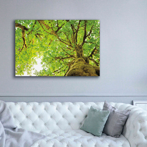 Image of 'Big Leaf Maple Trees II' by Alan Majchrowicz,Giclee Canvas Wall Art,60x40