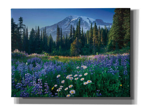 Image of 'Mount Rainier' by Alan Majchrowicz,Giclee Canvas Wall Art