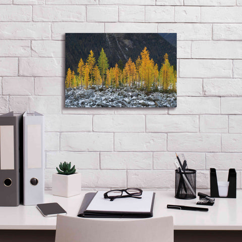 Image of 'Alpine Larches North Cascades' by Alan Majchrowicz,Giclee Canvas Wall Art,18x12