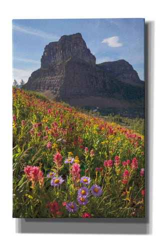 Image of 'Boulder Pass Wildflowers' by Alan Majchrowicz,Giclee Canvas Wall Art