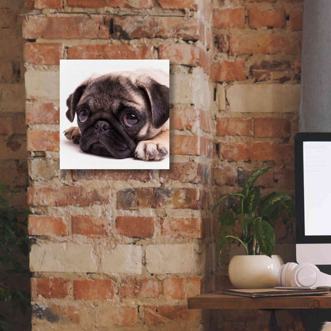 Image of 'Sad Sack Pug' by Edward M. Fielding, Giclee Canvas Wall Art,12x12