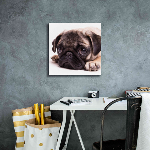 Image of 'Sad Sack Pug' by Edward M. Fielding, Giclee Canvas Wall Art,18x18