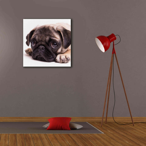 Image of 'Sad Sack Pug' by Edward M. Fielding, Giclee Canvas Wall Art,26x26