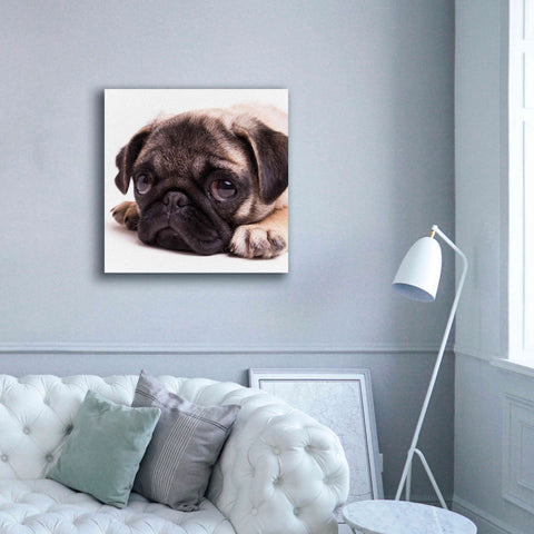 Image of 'Sad Sack Pug' by Edward M. Fielding, Giclee Canvas Wall Art,37x37