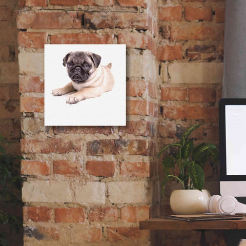 Image of 'Cute Pug Puppy' by Edward M. Fielding, Giclee Canvas Wall Art,12x12
