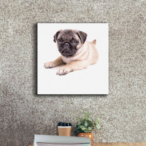 Image of 'Cute Pug Puppy' by Edward M. Fielding, Giclee Canvas Wall Art,18x18