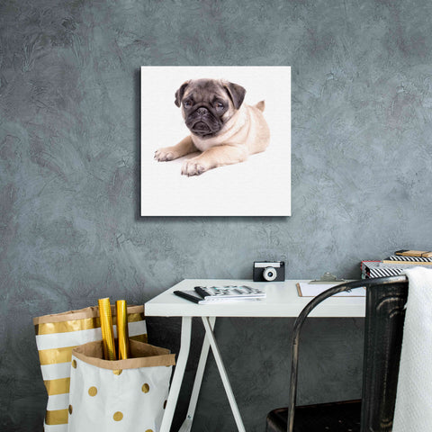 Image of 'Cute Pug Puppy' by Edward M. Fielding, Giclee Canvas Wall Art,18x18