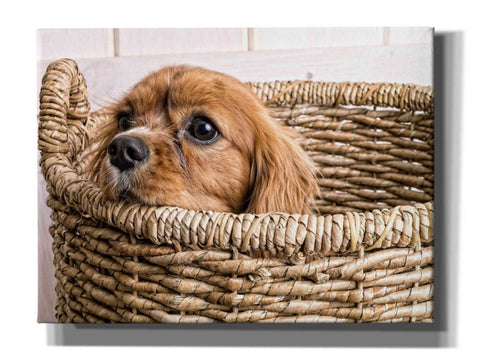 Image of 'Puppy in a Laundry Basket' by Edward M. Fielding, Giclee Canvas Wall Art
