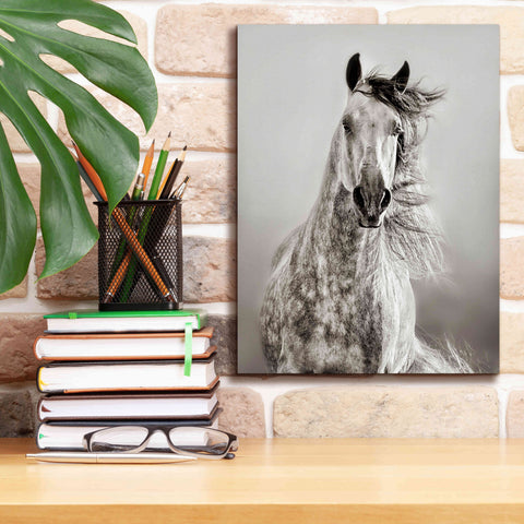 Image of 'Caballo de Andaluz' by Lisa Dearing, Giclee Canvas Wall Art,12x16