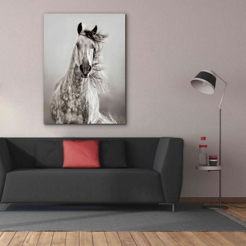 Image of 'Caballo de Andaluz' by Lisa Dearing, Giclee Canvas Wall Art,40x54