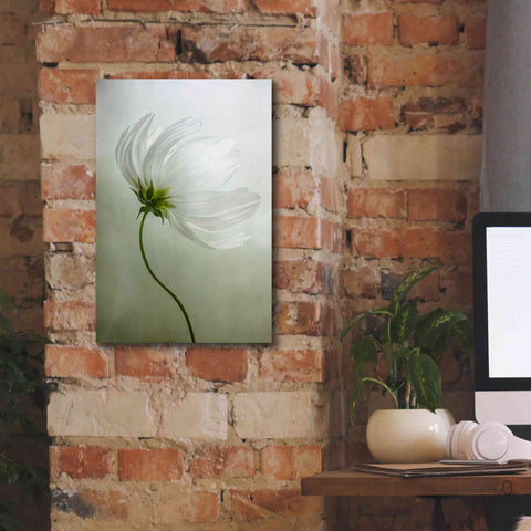 Image of 'Cosmos Charisma' by Mandy Disher, Giclee Canvas Wall Art,12x18