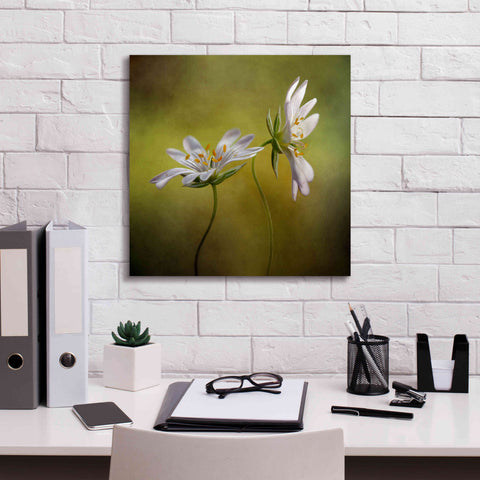 Image of 'Echo' by Mandy Disher, Giclee Canvas Wall Art,18x18