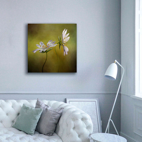 Image of 'Echo' by Mandy Disher, Giclee Canvas Wall Art,37x37