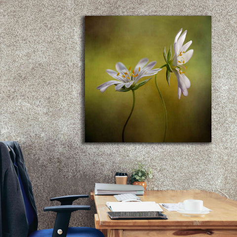 Image of 'Echo' by Mandy Disher, Giclee Canvas Wall Art,37x37