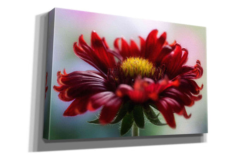 Image of 'Flame' by Mandy Disher, Giclee Canvas Wall Art