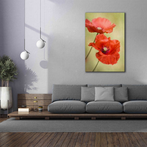 Image of 'Papaver Passion' by Mandy Disher, Giclee Canvas Wall Art,40x60