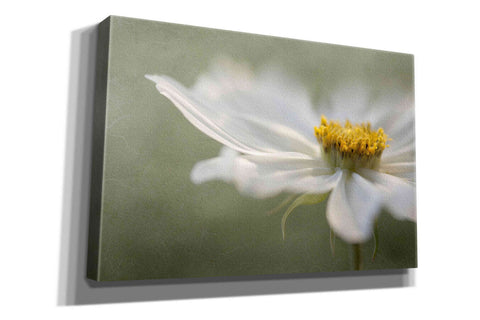 Image of 'Whisper' by Mandy Disher, Giclee Canvas Wall Art