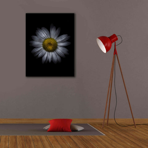 Image of 'Backyard Flowers 13 Color Version' by Brian Carson, Giclee Canvas Wall Art,26 x 34