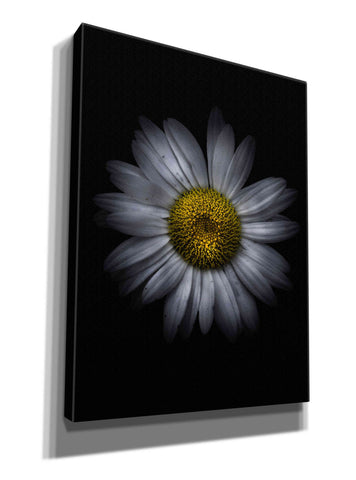 Image of 'Backyard Flowers 13 Color Version' by Brian Carson, Giclee Canvas Wall Art