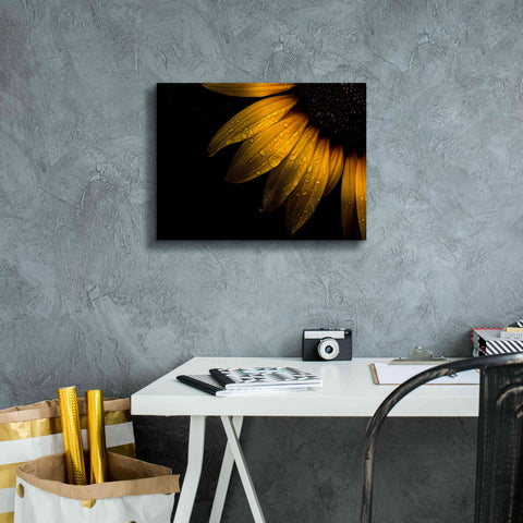 Image of 'Backyard Flowers 28 Sunflower' by Brian Carson, Giclee Canvas Wall Art,16 x 12