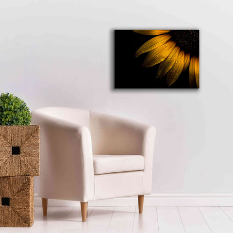 Image of 'Backyard Flowers 28 Sunflower' by Brian Carson, Giclee Canvas Wall Art,26 x 18