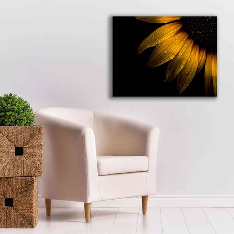 Image of 'Backyard Flowers 28 Sunflower' by Brian Carson, Giclee Canvas Wall Art,34 x 26