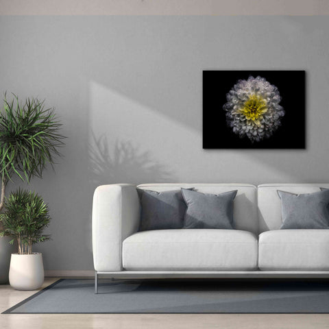 Image of 'Backyard Flowers 46 Color Version' by Brian Carson, Giclee Canvas Wall Art,34 x 26