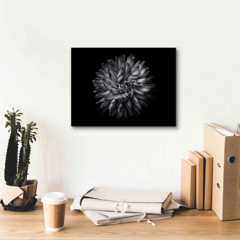 Image of 'Backyard Flowers In Black And White 20' by Brian Carson, Giclee Canvas Wall Art,16 x 12