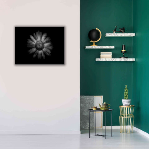 Image of 'Backyard Flowers In Black And White 31' by Brian Carson, Giclee Canvas Wall Art,34 x 26