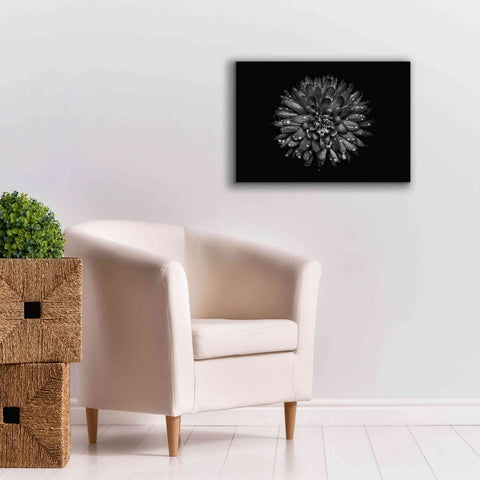 Image of 'Backyard Flowers In Black And White 45' by Brian Carson, Giclee Canvas Wall Art,26 x 18