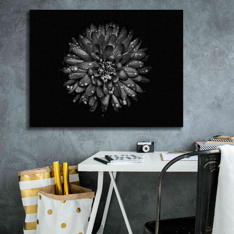 Image of 'Backyard Flowers In Black And White 45' by Brian Carson, Giclee Canvas Wall Art,34 x 26