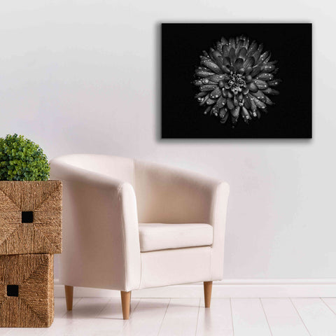 Image of 'Backyard Flowers In Black And White 45' by Brian Carson, Giclee Canvas Wall Art,34 x 26