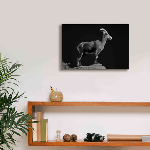 Image of 'Bighorn Portrait Cf' by Thomas Haney, Giclee Canvas Wall Art,18 x 12
