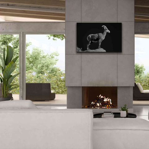 Image of 'Bighorn Portrait Cf' by Thomas Haney, Giclee Canvas Wall Art,40 x 26