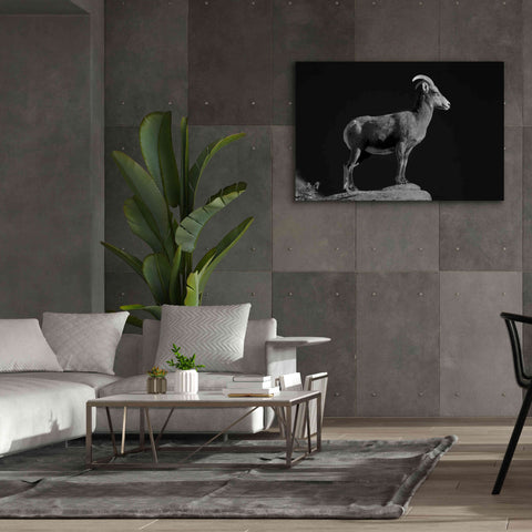 Image of 'Bighorn Portrait Cf' by Thomas Haney, Giclee Canvas Wall Art,60 x 40