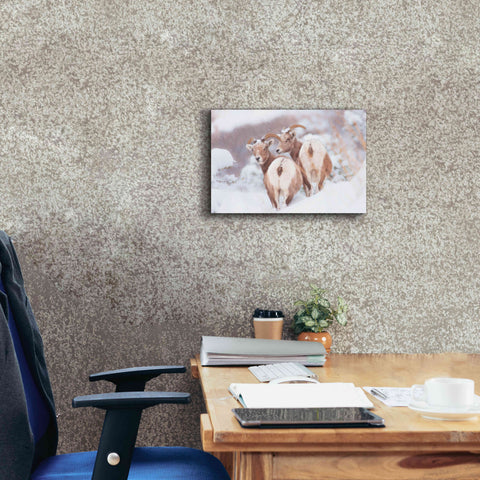 Image of 'Bighorns Two' by Thomas Haney, Giclee Canvas Wall Art,18 x 12