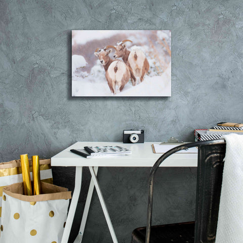 Image of 'Bighorns Two' by Thomas Haney, Giclee Canvas Wall Art,18 x 12